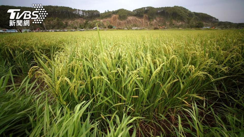 麻生太郎稱北海道米好吃是因為氣候變暖的緣故。（圖／達志影像美聯社）