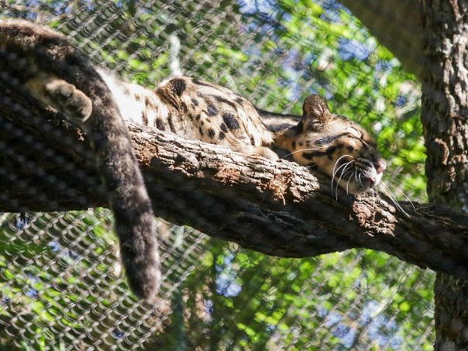 Dallas Zoo has found its missing leopard (Dallas Zoo)