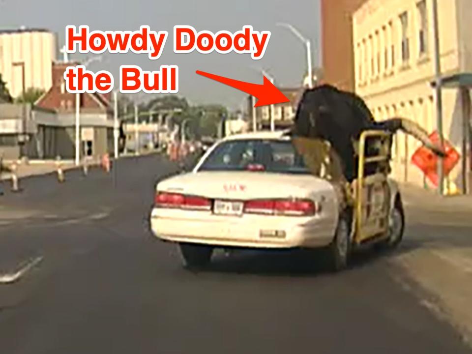 a-huge-bull-named-howdy-doody-rode-shotgun-in-his-owner-s-car-on-a-highway-police-said-the-bull