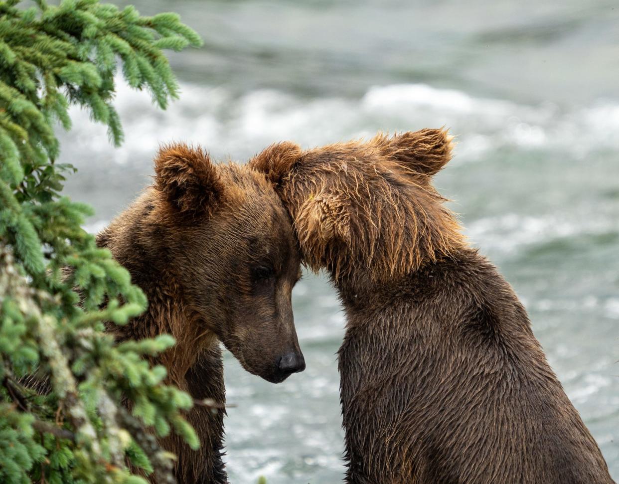 Bear 909 Jr. and Bear 910 Jr. are actually cousins. Their moms, Bear 909 and Bear 910, are sisters, but Bear 910 adopted her niece in a rare move, according to Katmai National Park and Preserve