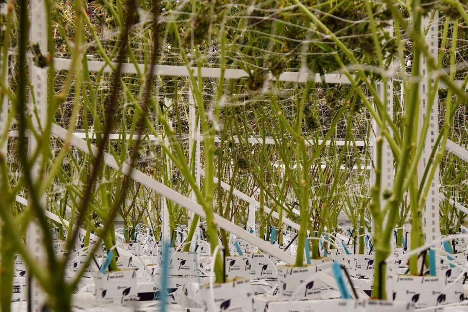 Rows of cannabis plants grow in the flower room of the Fine Fettle cannabis cultivation and extraction facility on Wednesday, May 29, 2024, in Macon, Georgia. Over fifteen strains of cannabis plants grow within the same space.