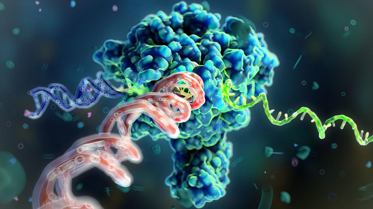 illustration shows an ezyme processing a DNA molecule in order to copy its instructions into another similar looking molecule, called RNA 