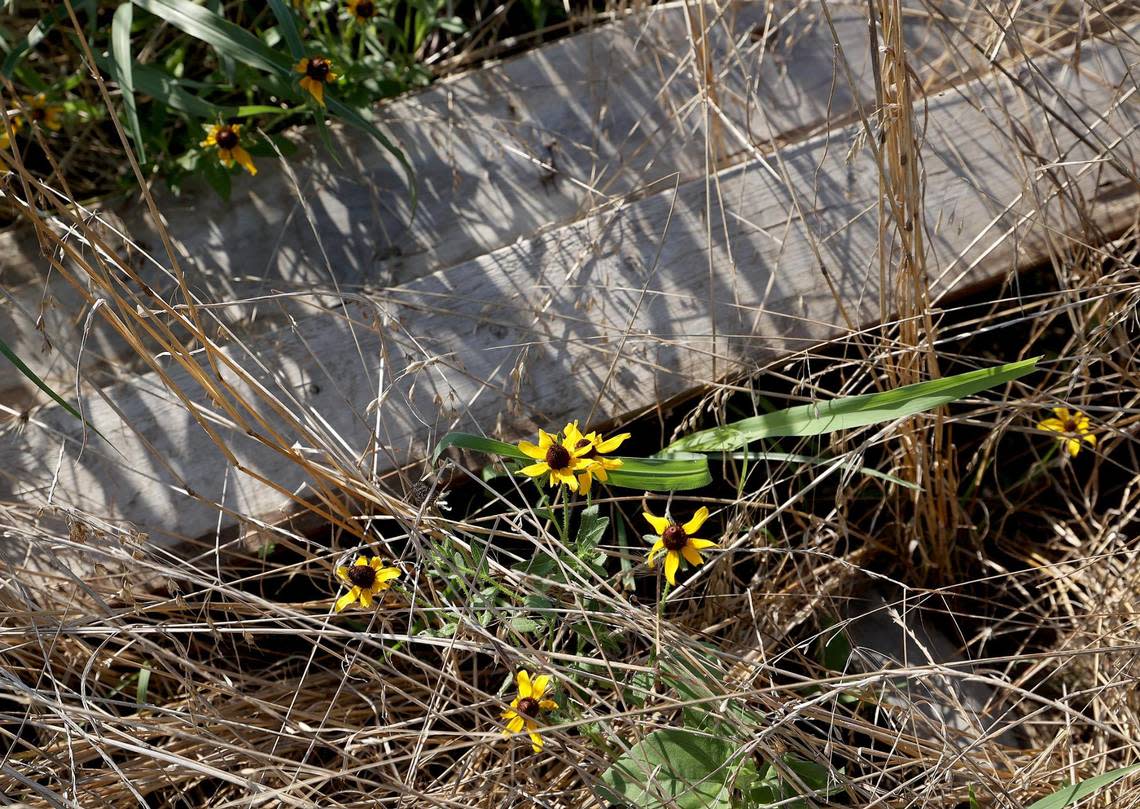 Weeds and wildflowers grow over abandoned building supplies at the site of Charlet and Kamian Steele’s envisioned barndominium on Wednesday, July 5, 2023, in Greenville, Texas.The coupe is out around $40,000 after builder Zach Holt abandoned the project and disappeared.