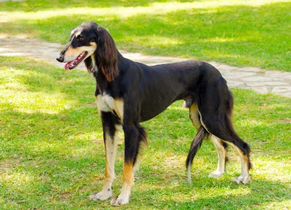 <p>They may look delicate, but salukis are surprisingly powerful and fast. The ancient Egyptian breed is perhaps the world's oldest domesticated dog.</p><p><strong>Weight: 40-60 pounds</strong></p><p><strong>RELATED:</strong> <a href="https://www.goodhousekeeping.com/life/pets/g4773/quiet-dog-breeds/" rel="nofollow noopener" target="_blank" data-ylk="slk:15 Quiet Dog Breeds That Rarely Bark;elm:context_link;itc:0;sec:content-canvas" class="link ">15 Quiet Dog Breeds That Rarely Bark</a></p>