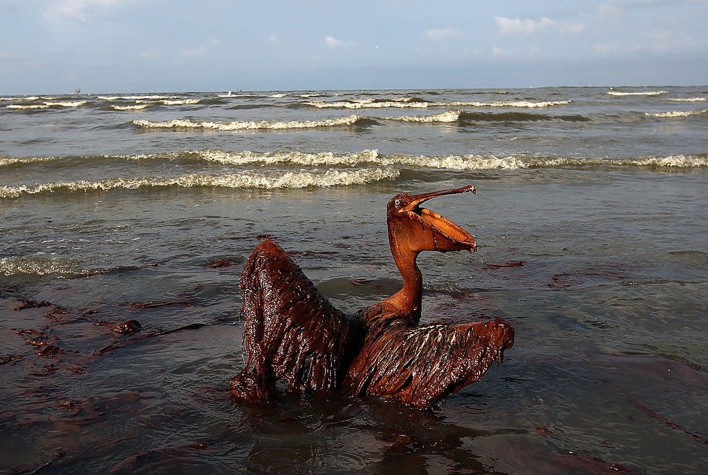 A brown pelican coated in heavy oil wallows in the surf June 4, 2010 on East Grand Terre Island, Louisiana. Oil from the Deepwater Horizon incident came ashore in large volumes across Louisiana coastal areas (Getty Images)