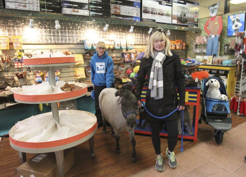 Sue Miller (left) the cofounder and co-director of Victory Gallop and Toril Simon, a volunteer for Victory Gallop, walk Willie Nelson, a therapy pony in training through Pets Pajamas to acclimate him to small places with lots of activity and people Wednesday, March 14, 2018 in Bath Township, Ohio. (Karen Schiely/Beacon Journal)