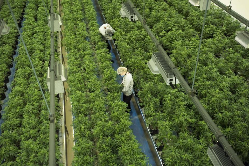 Workers tend to marijuana plants in a cannabis-producing facility.