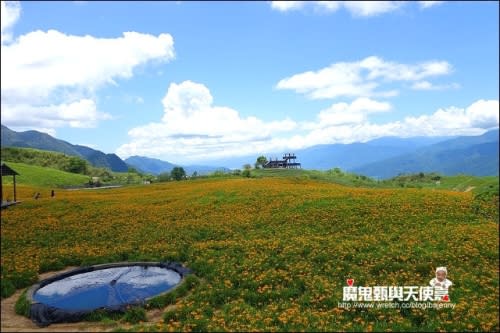 《2014花東金針花季》花蓮富里六十石山、台灣小瑞士觀景台、玉里赤科山金針花海、汪家古厝曬金針、金針花合菜、會走路的郵局(2014/08/28花況)