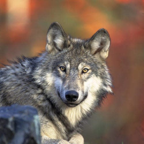 Michigan’s gray wolf population was nearly eliminated by the mid-1970s due to persecution and active predator control programs in the early part of the 20th century. Today, Michigan’s wolf population numbers close to 700 individuals in the Upper Peninsula.