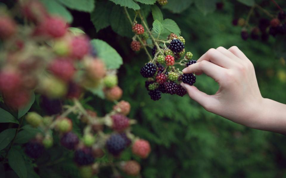 Searing temperatures have delivered a bumper crop of strawberries, cherries, blueberries, and blackberries this summer - Elva Etienne 