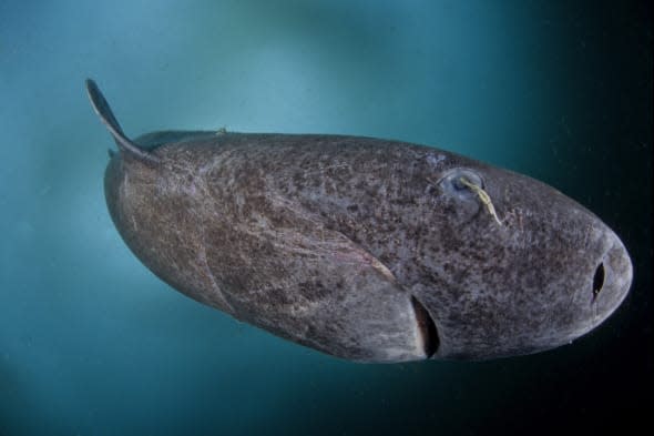 Greenland shark spotted in Arctic waters