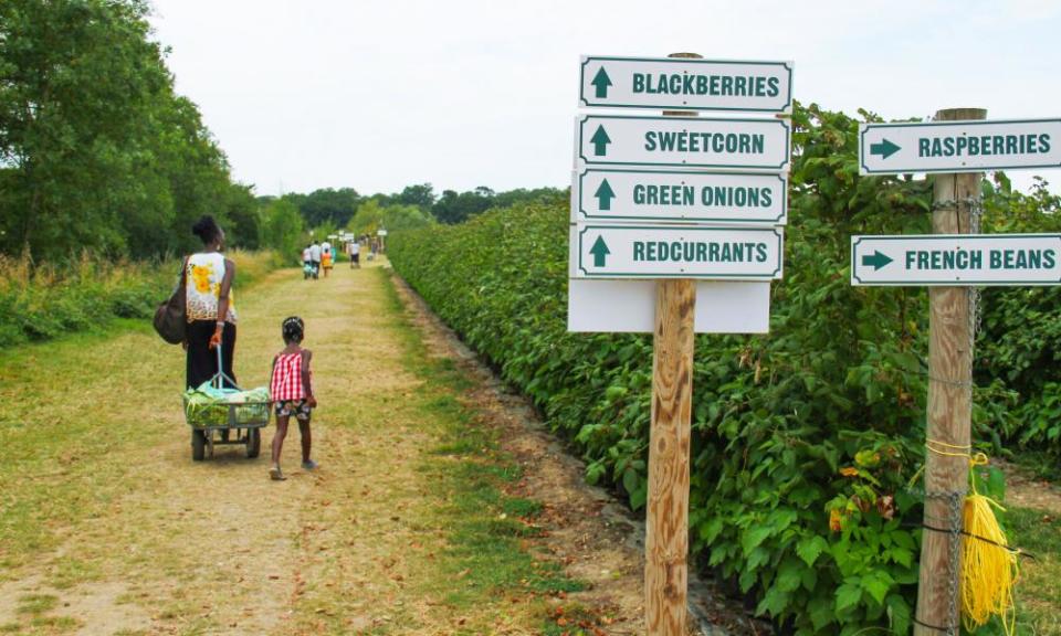 Mother and daughter walk through a plantation at the Pick you Own Parkside farm, Enfield.