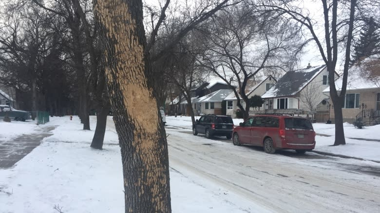 Invasive emerald ash borer could kill more than 350,000 Winnipeg trees