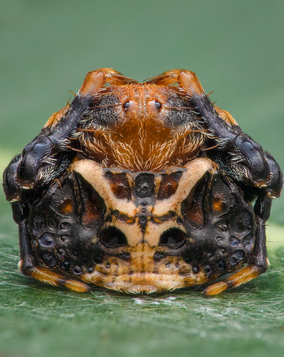 Una araña que imita la caca de pájaro.