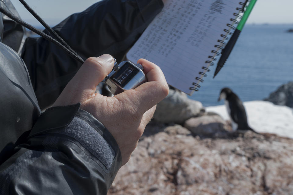 Scientist Noah Strycker from Stony Brook University Scientist uses a clicker to count chinstrap penguins on Quinton Point, Anvers Island in the Antarctic, on Feb. 4, 2020. | Christian Åslund —Greenpeace and TIME