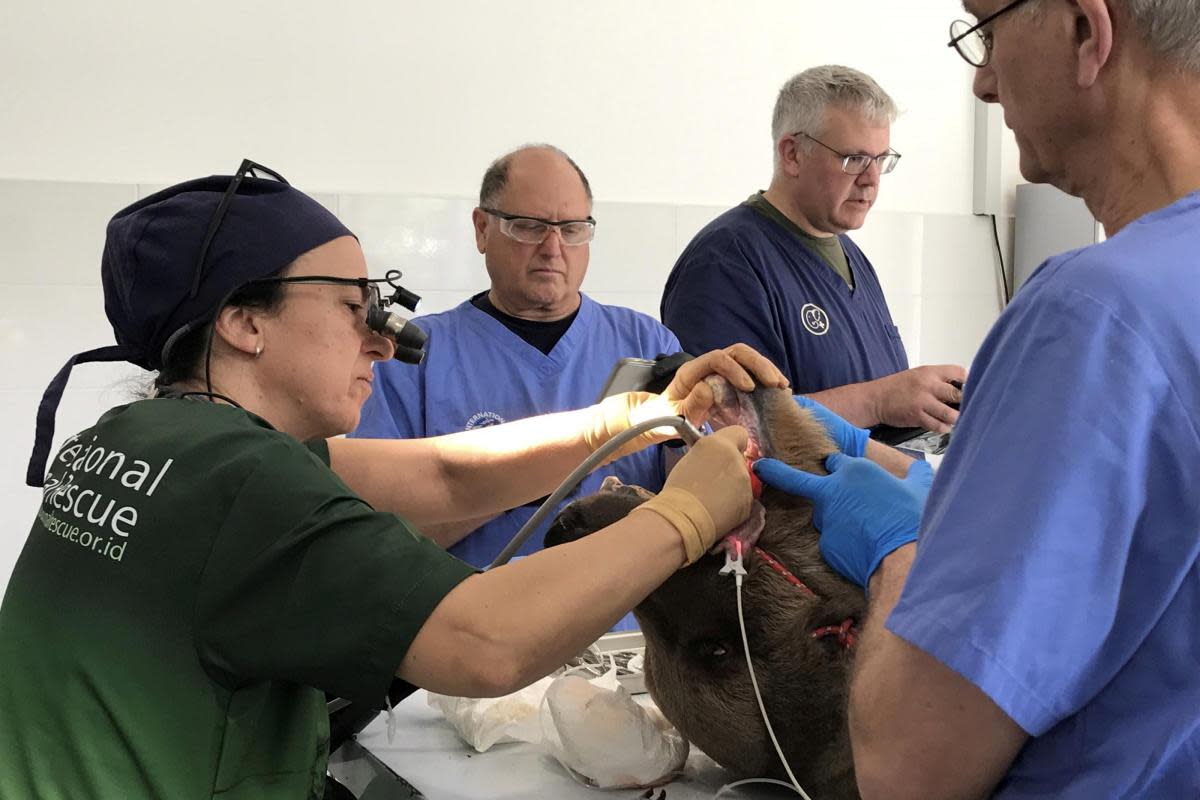 Paul Cassar, centre, performing surgery on a bear <i>(Image: SWNS)</i>