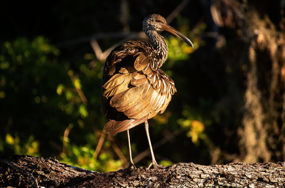 A limpkin preens in an oxbow on the Caloosahatchee River in Alva on Wednesday, Oct. 18, 2023.