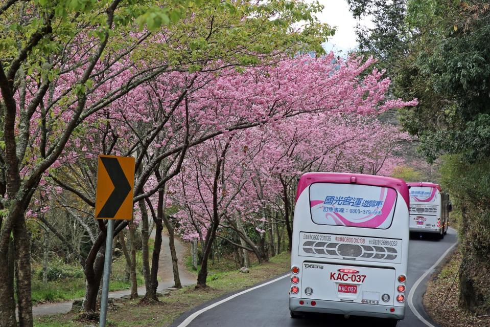 110年度櫻花季每日開放團客20部甲類(大型)遊覽車及10部乙類(中型)遊覽車入場。   圖：公路總局／提供