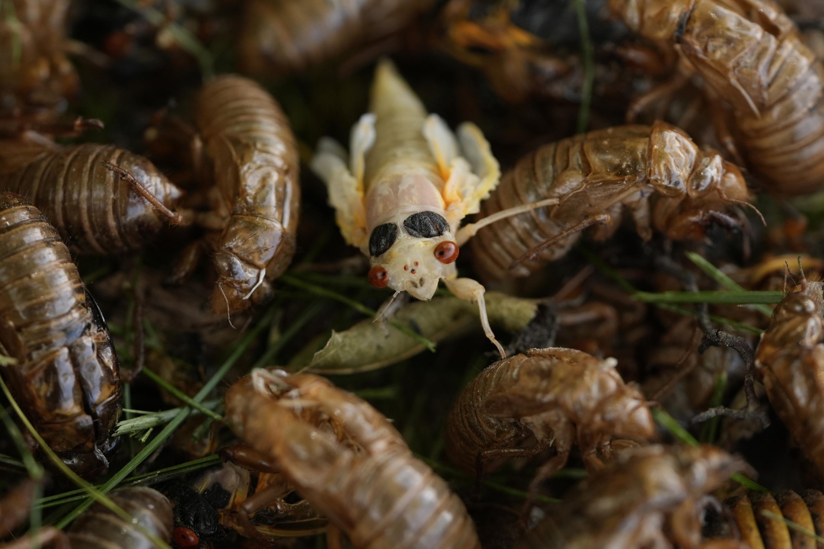 An adult periodical cicada, just after shedding its nymphal skin, climbs over other nymphal shells at the base of a tree.