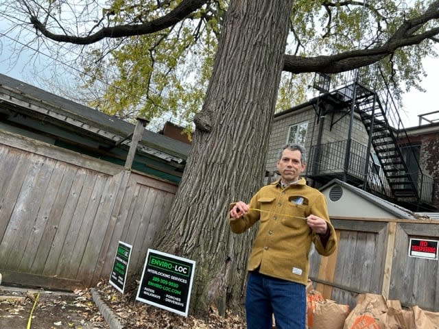 University of Toronto forestry professor Eric Davies checked the oak's health earlier this week. He says it could last another century with the proper care. (Mike Smee/CBC - image credit)