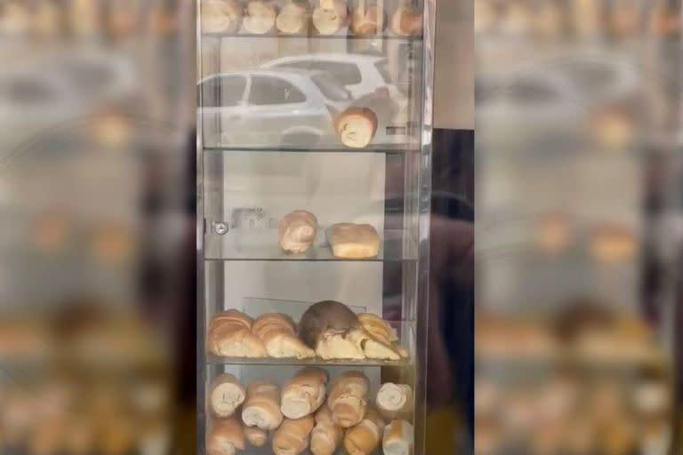 La rata fue grabada el martes en una panadería de la calle Moreno al 1500 y poco tiempo después el local fue clausurado