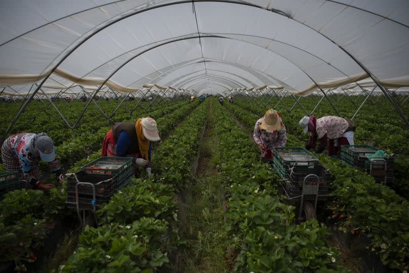 Strawberry pickers are at work in a greenhouse in Ayamonte, Huelva, on May 20, 2022.