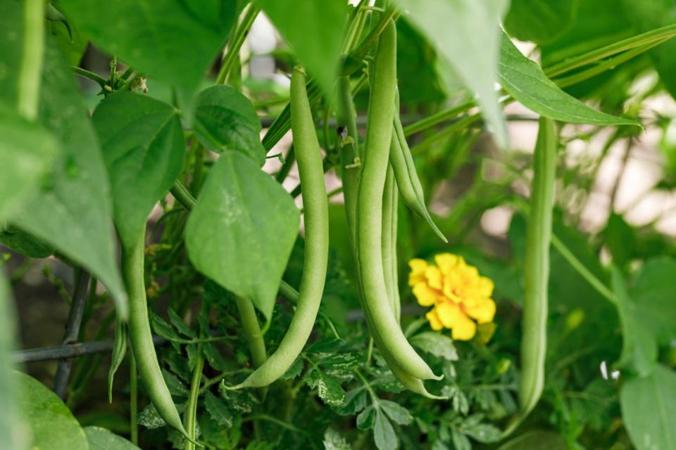 Bush of pole beans growing and hanging off brach with a yellow flower in the background. 