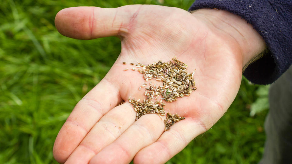 Wildflower seeds in a palm