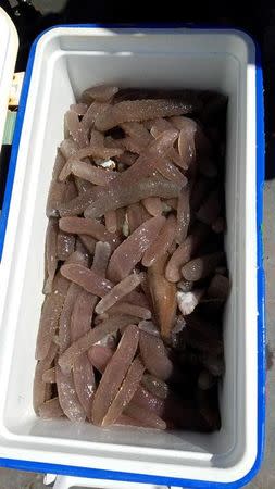 Pyrosomes – colonies of thousands of individual organisms called zooids – are pictured aboard a National Oceanic and Atmospheric Administration research vessel in the Pacific Ocean off the coast of Oregon in this May 2017 handout photo obtained by Reuters June 26, 2017. Hilarie Sorensen/NOAA Fisheries/Handout via REUTERS