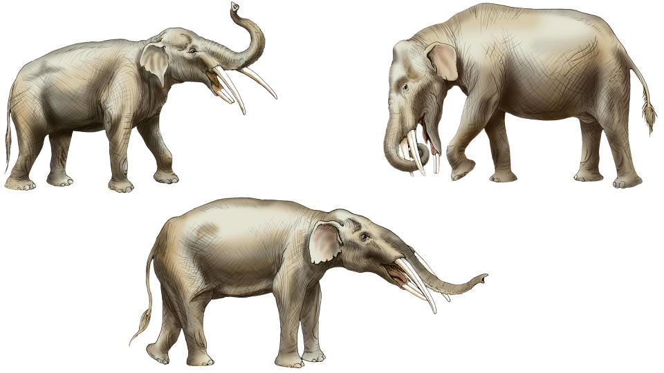 Illustrations of three extinct species within the Gomphotherium genus (G. simplicidens, top left; G. productum, top right; and G. calvertense, bottom).