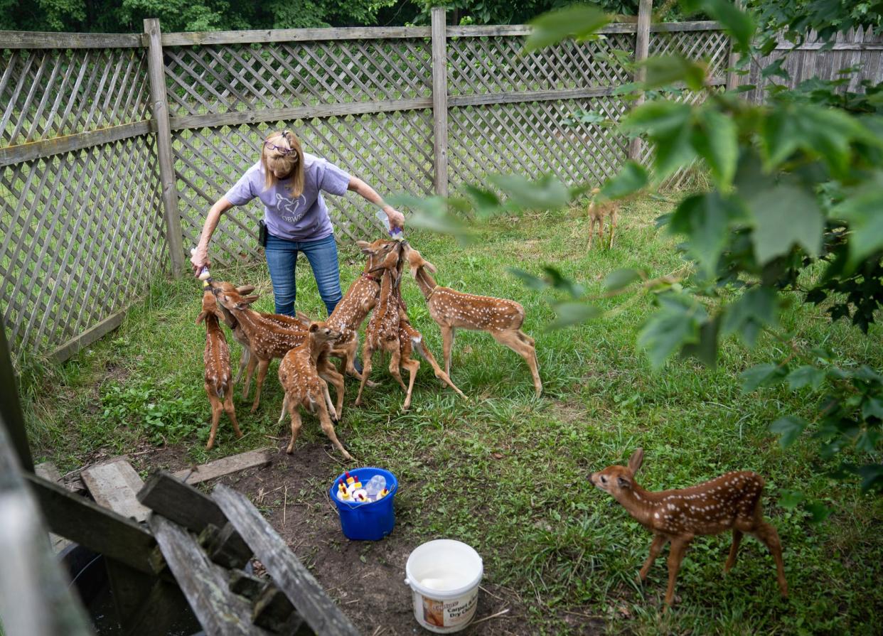 Keirstie Carducci, 65, of Ottawa Lake, feeds fawns in the fawn pen at her home in Ottawa Lake on Thursday, June 29, 2023. Fawns are Carducci’s favorite animal to take care of, and she said one day she hopes to cut back on rescuing animals and only take in fawns.