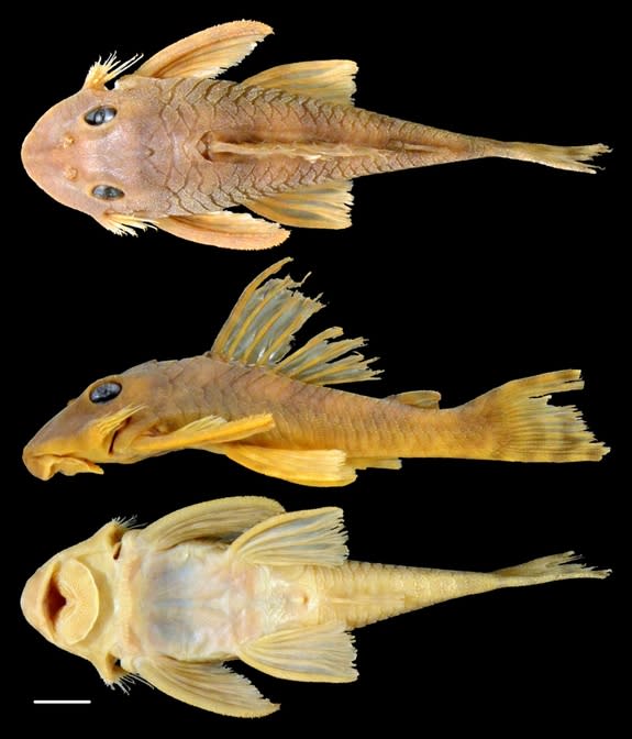 The newly named catfish (<em>Peckoltia greedoi</em>) was found along Brazil's Gurupi River.