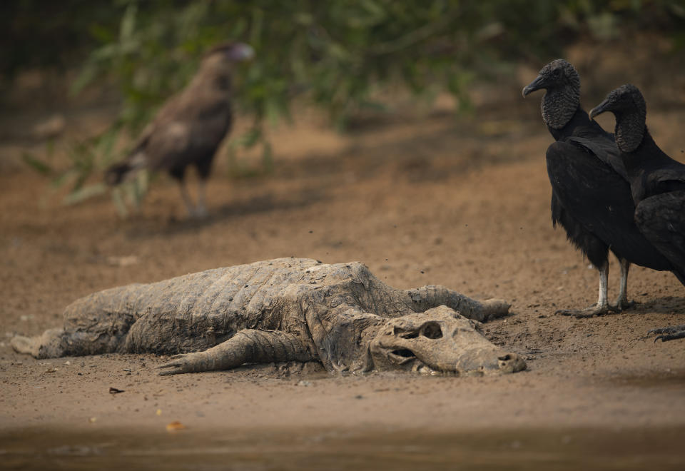 Vultures stand next to the carcass of a alligator on the banks of the Cuiaba river at the Encontro das Aguas Park in the Pantanal wetlands near Pocone, Mato Grosso state, Brazil, Saturday, Sept. 12, 2020. Wildfire has infiltrated the state park, an eco-tourism destination that is home to thousands of plant and animal species. (AP Photo/Andre Penner)