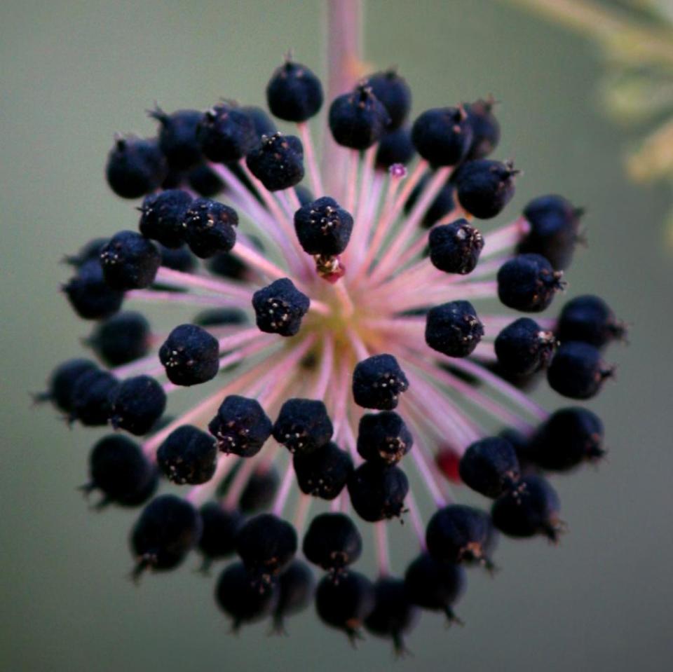 Spikenard berry cluster.