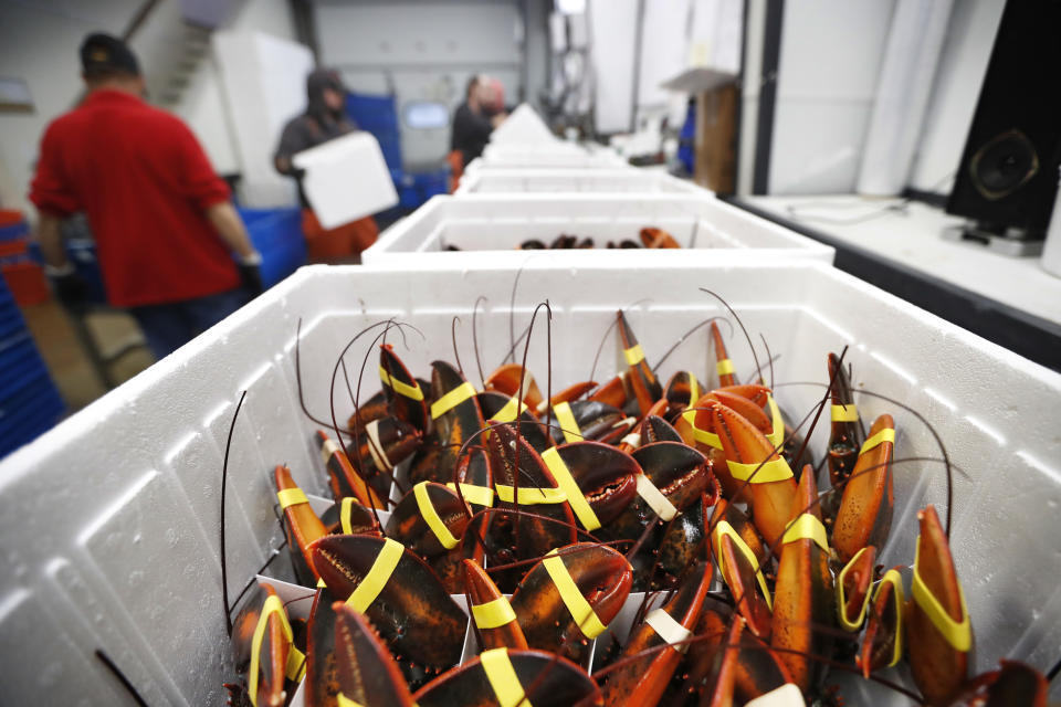 In this Tuesday, Sept. 11, 2018 photo, live lobsters are packed in coolers for shipment to China at The Lobster Company in Arundel, Maine. The company says it has resorted to layoffs due to shrinking business. (AP Photo/Robert F. Bukaty)