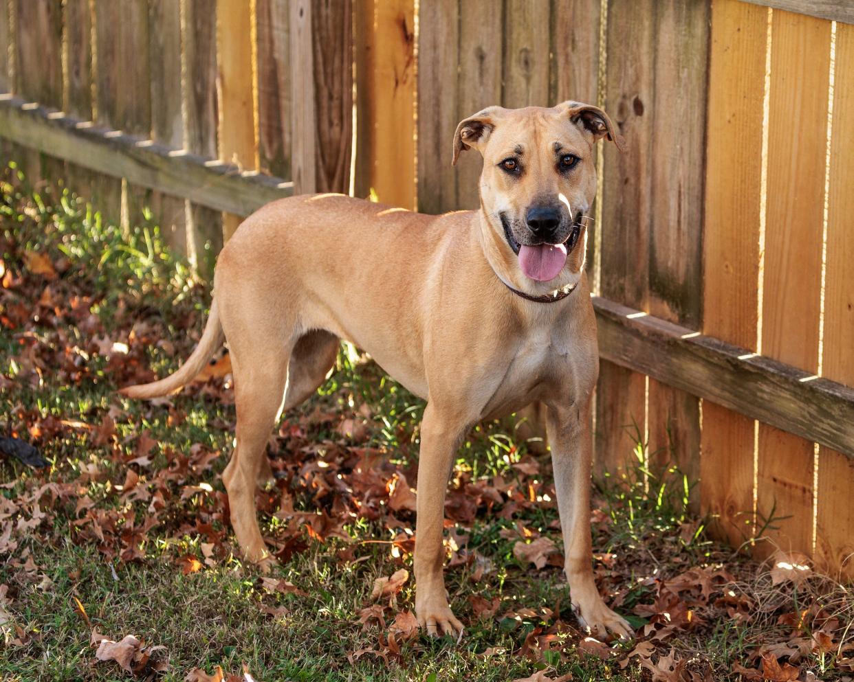 Valentina, age 1, is a Black-Mouth Curr Mix available for adoption at Kentucky Humane Society