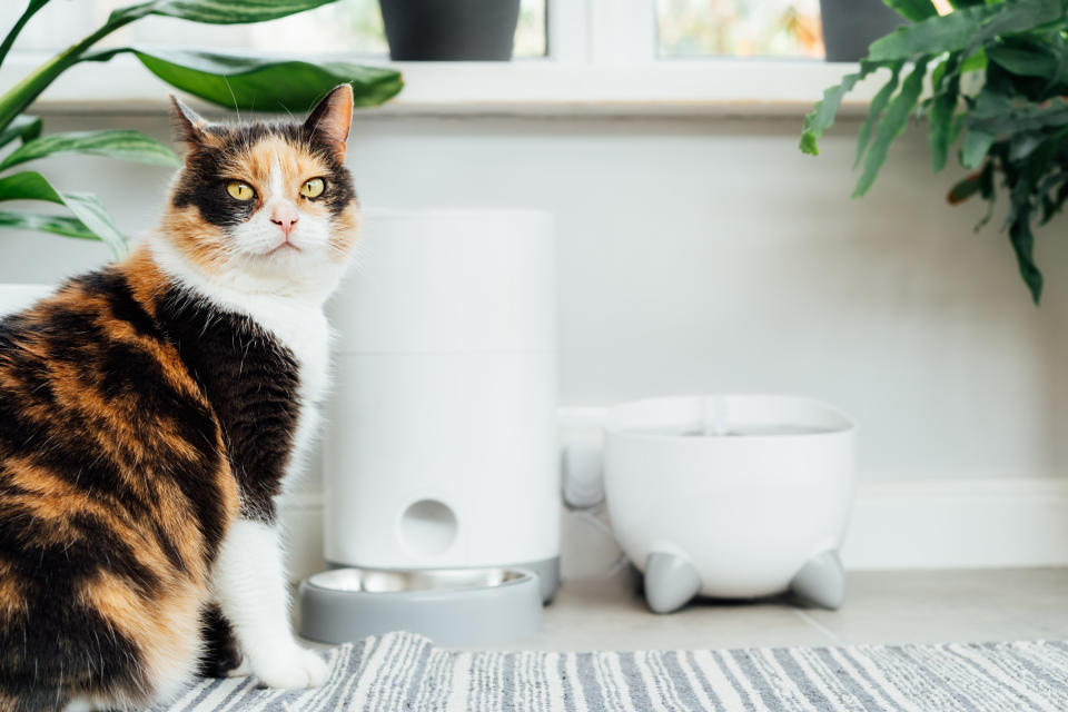 Debes de considerar las características de tu gato para determinar un perfil nutricional adecuado; por ejemplo, los gatos esterilizados requieren alimentación especial. (Getty Images)