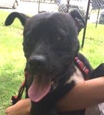 <p>Two-year-old Eddie is available for adoption through the <a href="https://www.facebook.com/CharlestonAnimalSociety?fref=ts">Charleston Animal Society</a>.</p>