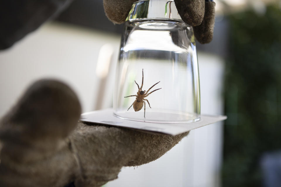 A person uses gloves to hold a glass over a sheet of paper, capturing a spider inside the glass