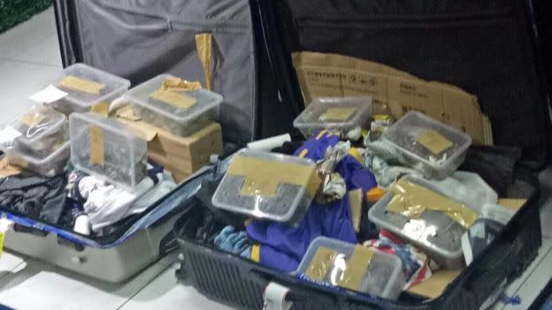 The animals were found in duct-taped containers in four pieces of abandoned luggage at Manila airport. (Bureau of Customs NAIA)