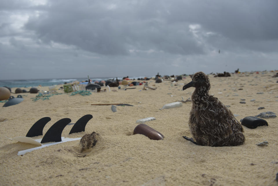 In this April 4, 2021 photo provided by Matthew Chauvin, a Laysan albatross chick nests next to a surfboard that washed ashore on Laysan Island in the Northwestern Hawaiian Islands. A crew has returned from the remote Northwestern Hawaiian Islands with a boatload of marine plastic and abandoned fishing nets that threaten to entangle endangered Hawaiian monk seals and other marine animals on the tiny, uninhabited beaches stretching for more than 1,300 miles north of Honolulu. (Matthew Chauvin, Papahanaumokuakea Marine Debris Project via AP)