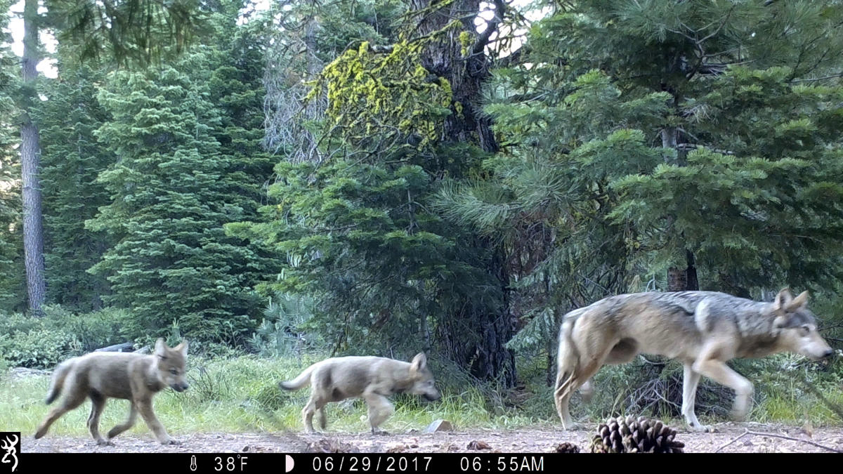 The Biden administration is taking steps to eliminate protections for gray wolves