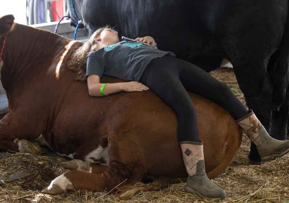 Alivia Wentling, 9, of Navarre rests Tuesday on her heifer, Tot, which she will show at the Stark County Fair in Canton. The fair opened Tuesday and will run through Sept. 4.