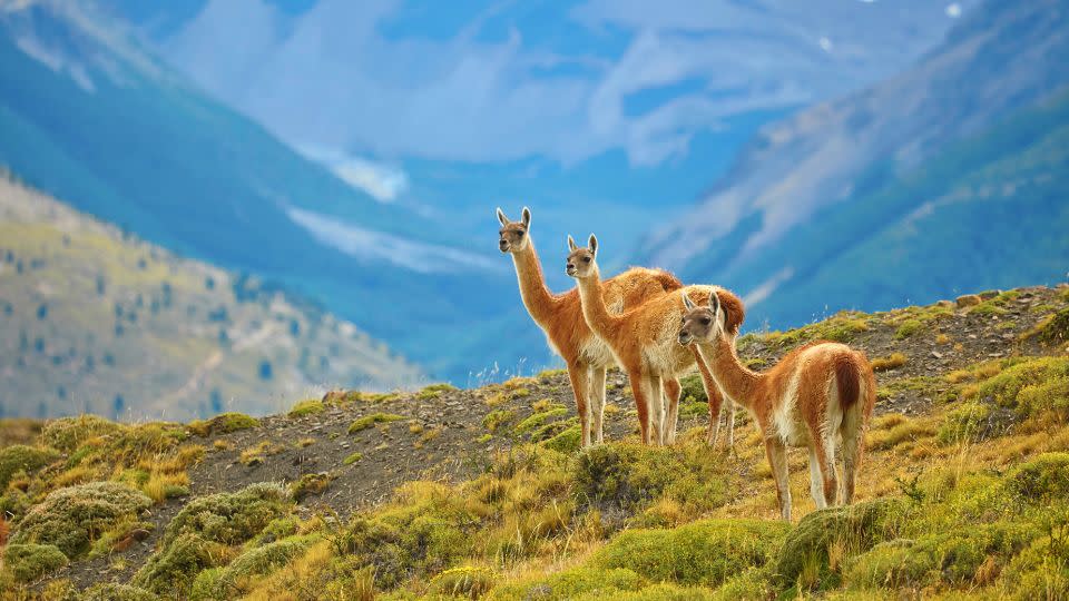 Patagonia, including Torres del Paine national park, is one of Lonely Planet's picks for 2024. - encrier/iStockphoto/Getty Images