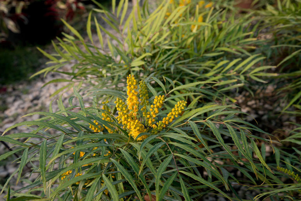 A container garden is the ultimate accessory for your porch, patio, or doorstep. These plants will keep you in style, even in the shade