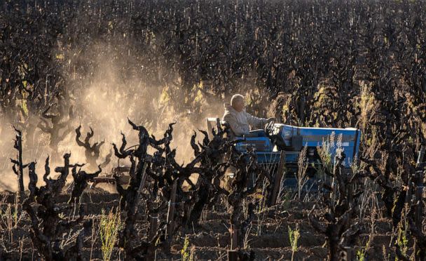 PHOTO: In this March 22, 2022, file photo, a farmer riding a tractor cleans out the weeds in an old vine zinfandel vineyard on March 22, 2022, near Healdsburg, Calif. (George Rose/Getty Images, FILE)