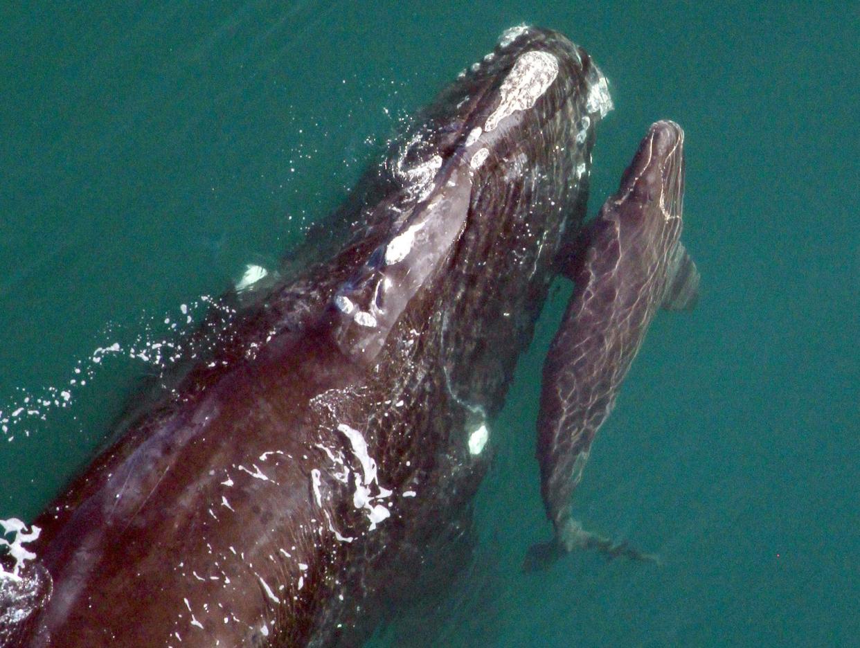 A mother right whale and her newborn were spotted east of Cumberland Island, Ga. in this 2014 photo taken for the Florida Fish and Wildlife Conservation Commission under NOAA permit #15488. The Florida and Georgia coastlines are whale birthing grounds and winter habitat for the endangered mammals.