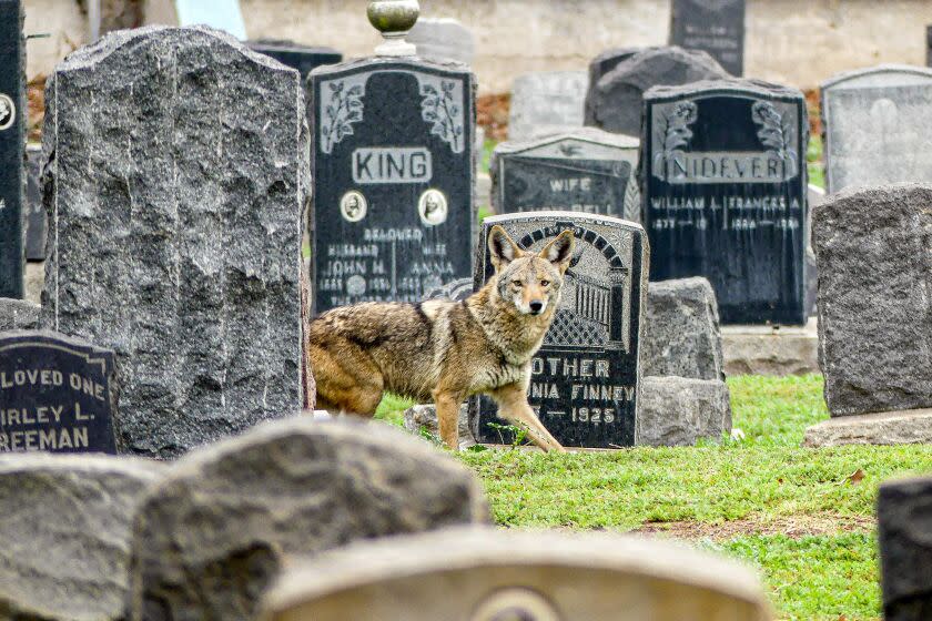 March 2018 photo of a coyote inside Evergreen Cemetery in Boyle Heights.