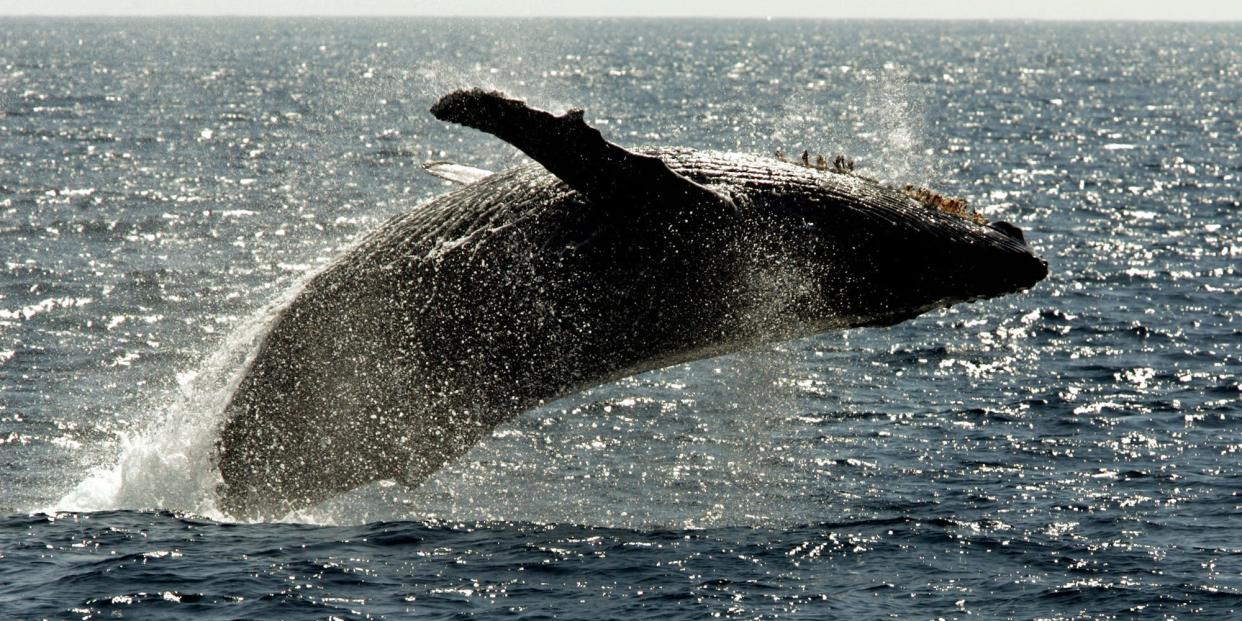 humpback whale