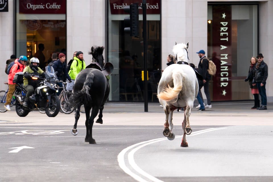 Two horses on the loose bolt through the streets of London near Aldwych. Picture date: Wednesday April 24, 2024. PA Photo. See PA story POLICE Horses. Photo credit should read: Jordan Pettitt/PA Wire